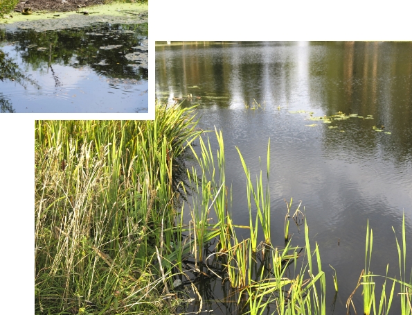 Pond Remediation